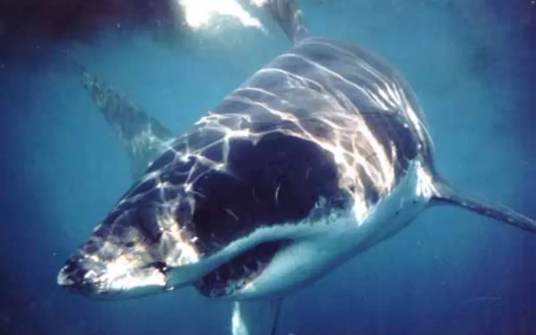 White Shark Africa