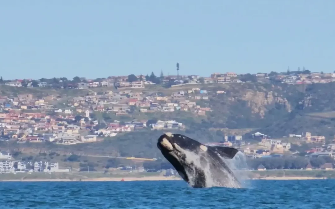 Boat based Whale Watching Inc Seal Island